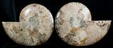 Inch Wide Choffaticeras Ammonite - Rare Species #3530-2